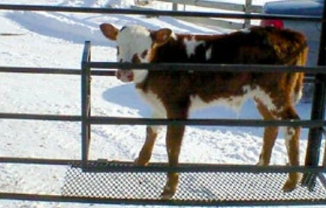 Top Dog Attachments Calf Catcher Corral SKU 9000195